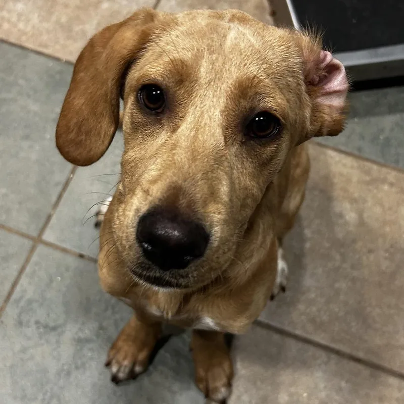 A baby medium-sized female Yellow / Tan / Blond / Fawn Mixed Breed dog named Clover for adoption in Chattanooga, TN