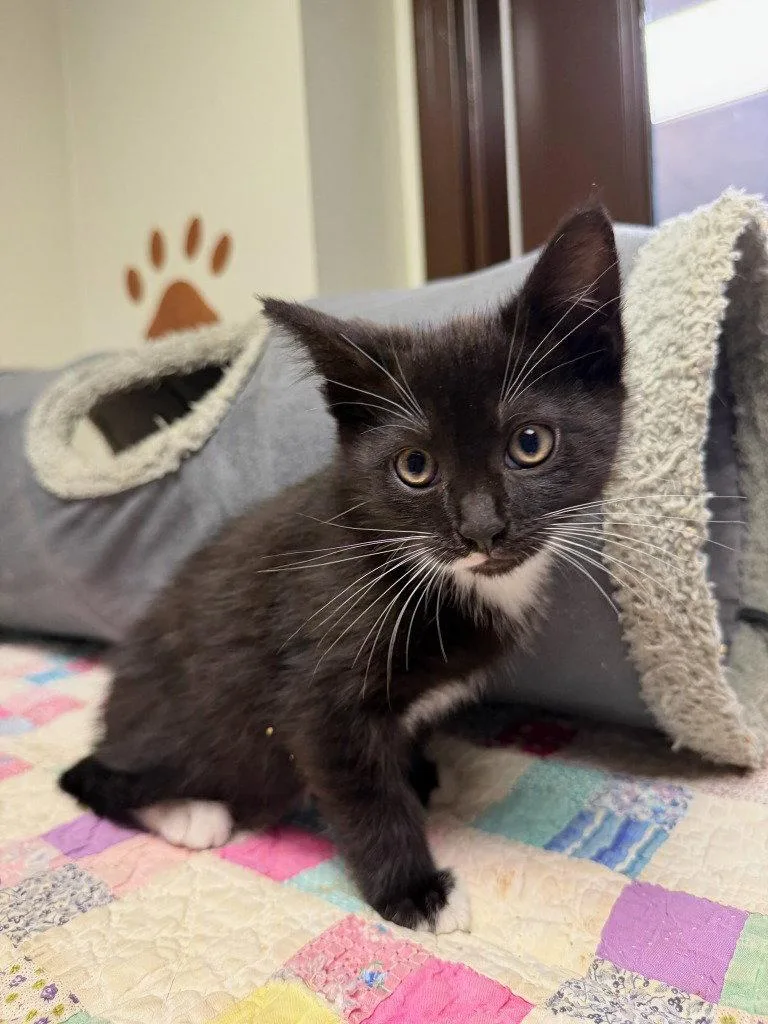 A baby small-sized male Tuxedo cat named Captain for adoption in Lovingston, VA