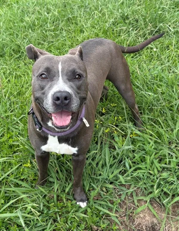 An adult large-sized female Pit Bull Terrier dog named Nyla for adoption in Virginia Beach, VA