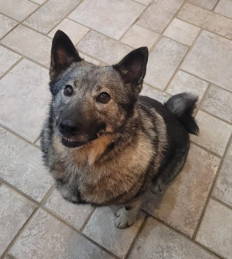 A young medium-sized male Gray / Blue / Silver Norwegian Elkhound dog named Willie Jack for adoption in Catlettsburg, KY
