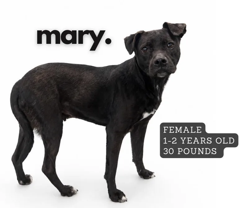 Mary