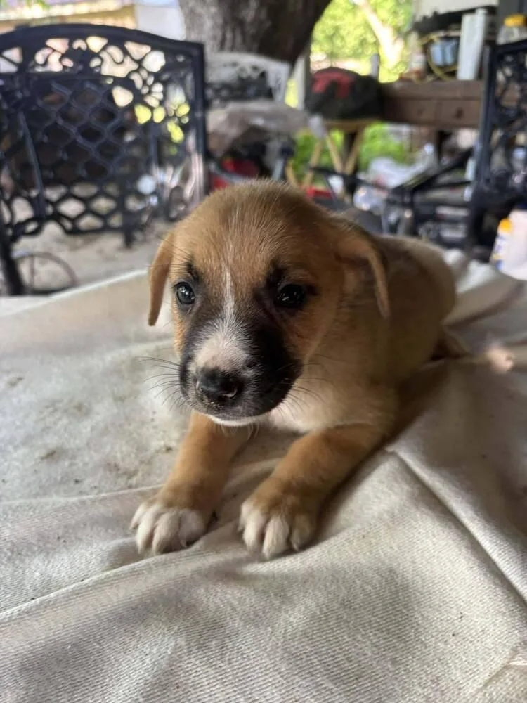 A baby small-sized male Tricolor (Brown, Black, & White) Mixed Breed dog named Nevada Pups: Pup for adoption in Dallas, TX