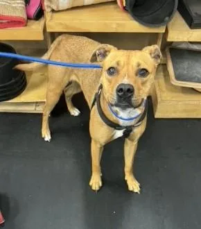 A young medium-sized female Merle (Red) American Bully dog named Stray Hold Cece for adoption in North Bend, OR