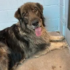 A senior large-sized female Bicolor Husky dog named Justice for adoption in Green Valley, AZ
