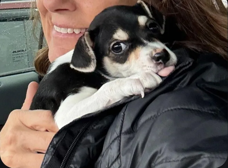 Rose Bud thumbnail 2