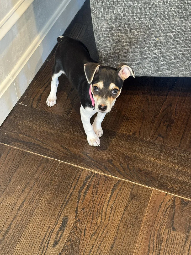 Rose Bud thumbnail 3