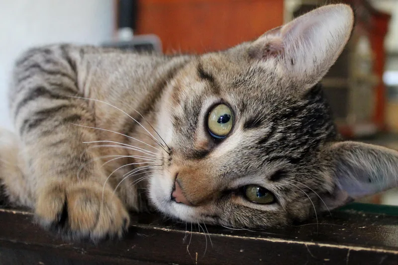 A baby medium-sized male Tabby (Brown / Chocolate) Domestic Short Hair cat named Gabriel for adoption in Guthrie, OK
