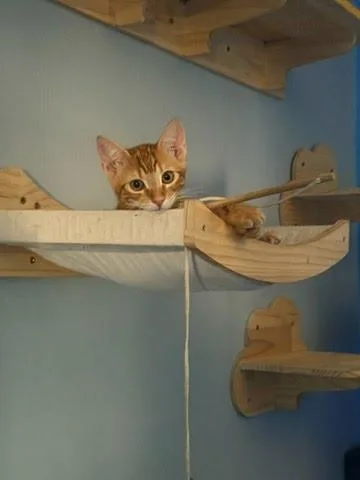 A baby medium-sized male Orange / Red Domestic Short Hair cat named Jasper for adoption in Los Angeles, CA