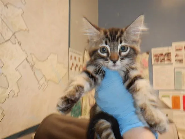 A baby small-sized male Domestic Short Hair cat named Leon for adoption in San Jose, CA