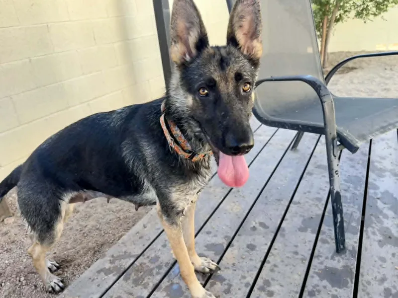 A young large-sized female German Shepherd Dog dog named Maren for adoption in Glendale, AZ