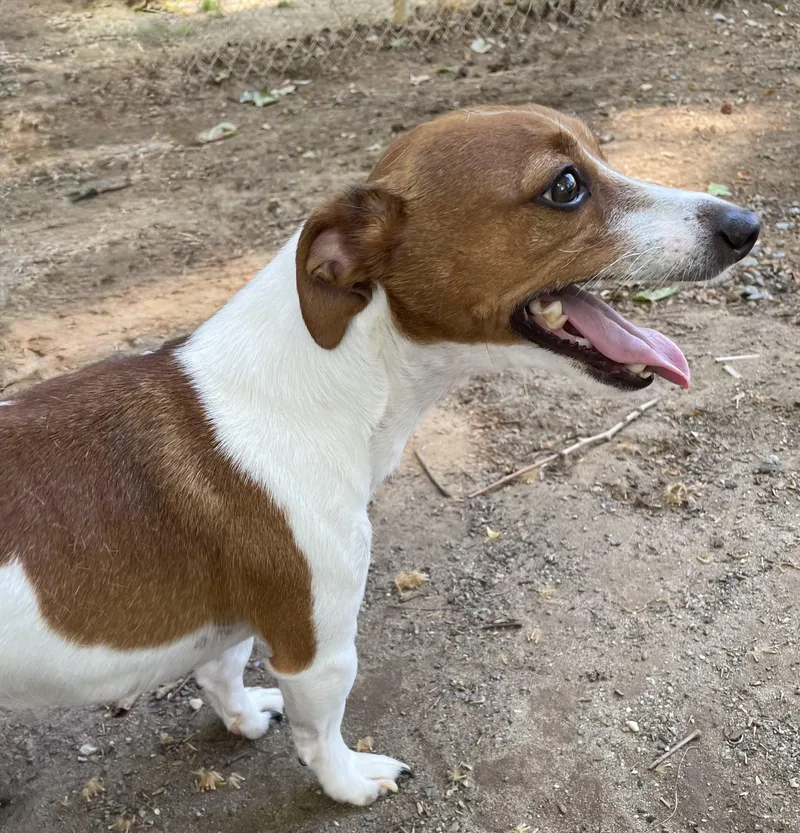 A young small-sized male Brown / Chocolate Jack Russell Terrier dog named Ziggy for adoption in Heathsville, VA