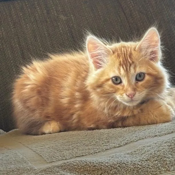Bob