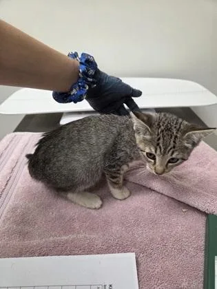 A baby small-sized female Brown / Chocolate Domestic Short Hair cat named Jiffy for adoption in Sacramento, CA