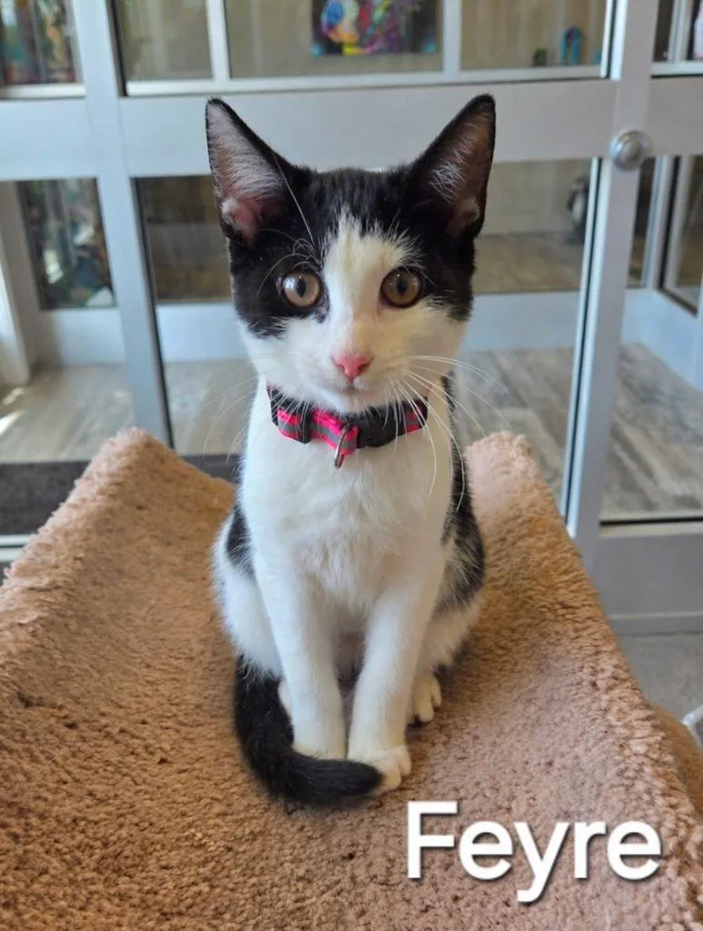 A baby small-sized female Domestic Short Hair cat named Feyre for adoption in Sidney, OH