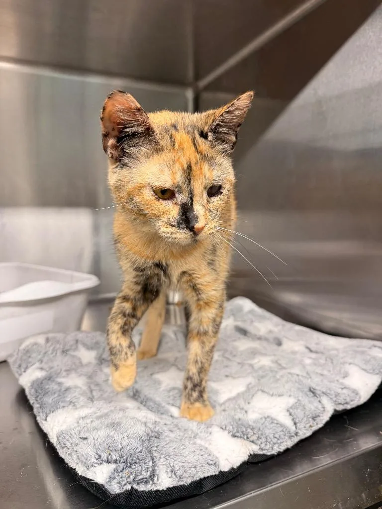 An adult medium-sized female Domestic Short Hair cat named Jasmine for adoption in Camden, TN