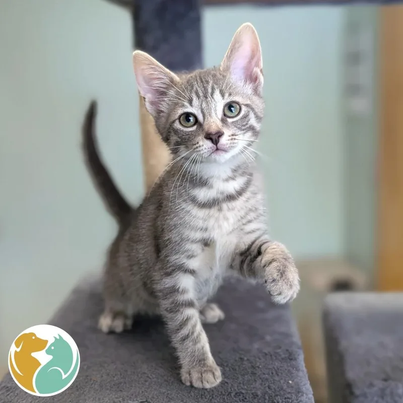A baby small-sized male Gray / Blue / Silver Domestic Short Hair cat named Bugatti for adoption in Toledo, OH