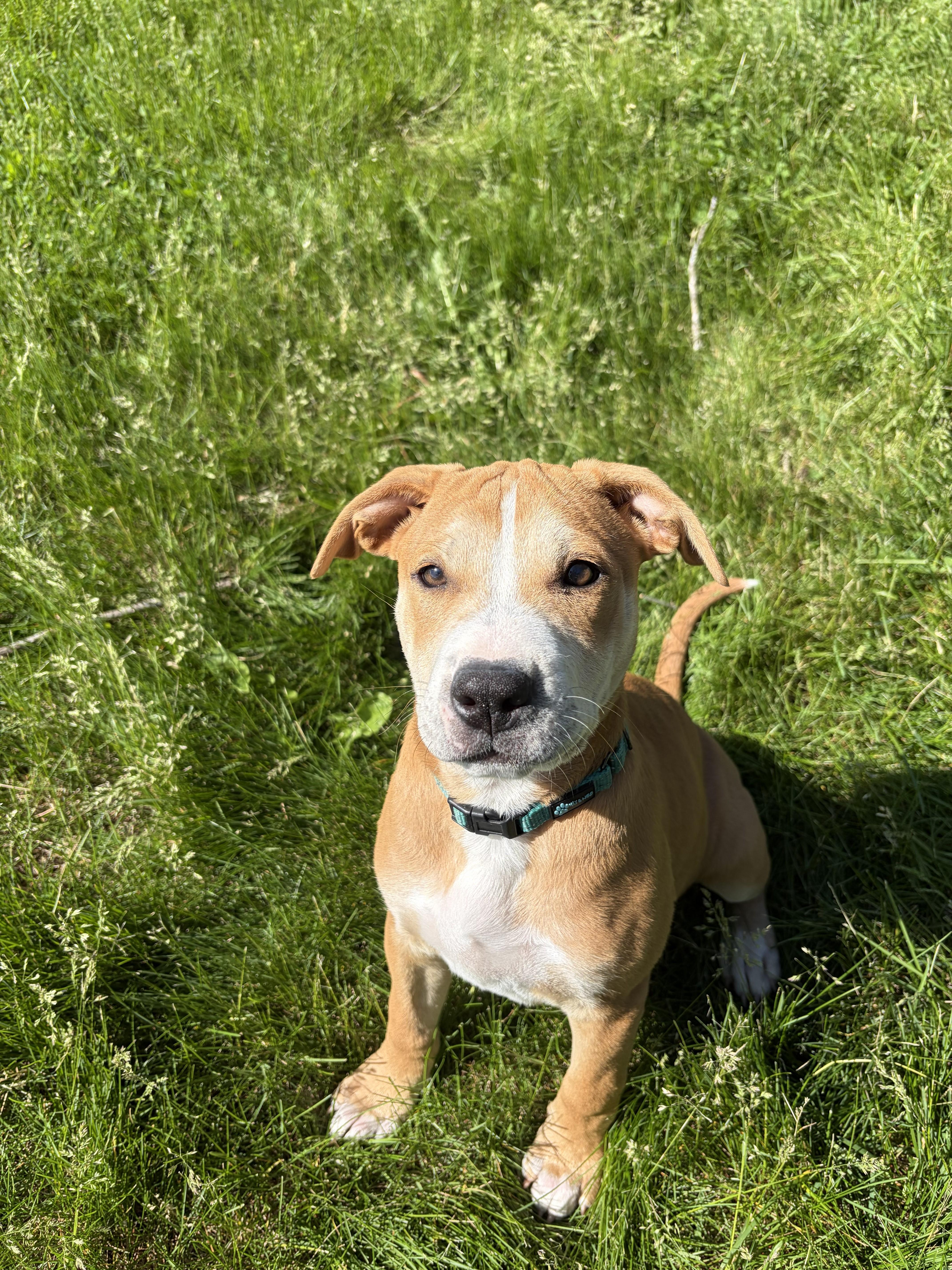 Nova