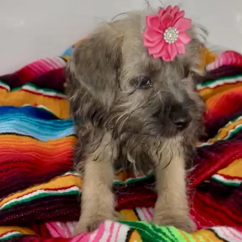 A baby small-sized female Black Yorkshire Terrier dog named Sydney for adoption in West Islip, NY