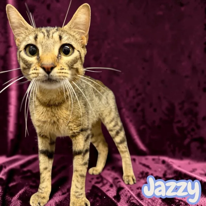 Jazzy
