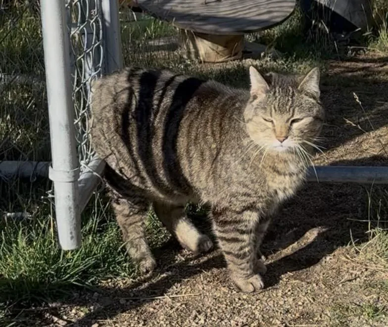 An adult medium-sized male Tabby (Brown / Chocolate) Manx cat named Boo Berry for adoption in Butte, MT