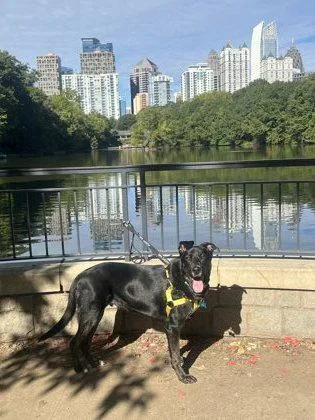An adult large-sized male Mixed Breed dog named Xun for adoption in Chamblee, GA
