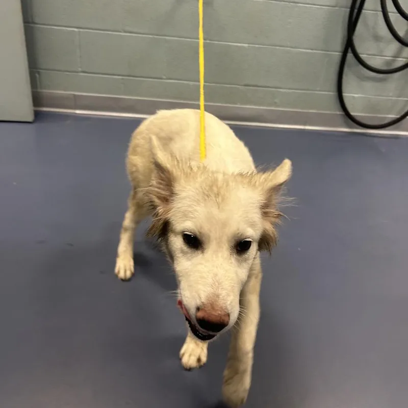 A young medium-sized male White / Cream German Shepherd Dog dog named Smacks for adoption in Greensboro, NC