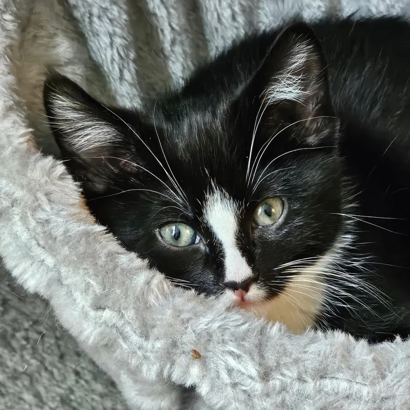 A baby medium-sized male Black & White / Tuxedo Domestic Short Hair cat named Nicky for adoption in Wayne, NJ