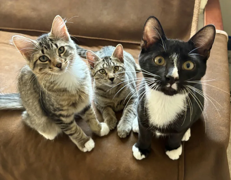 Scaramouche thumbnail 2