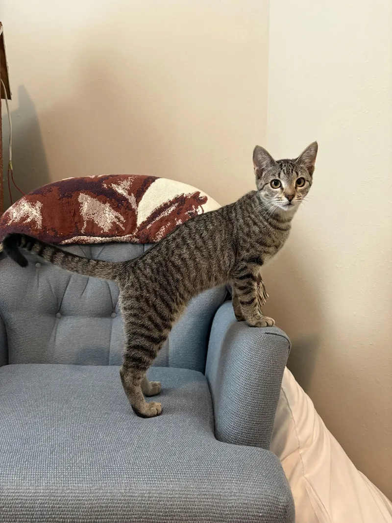 Scaramouche thumbnail 3