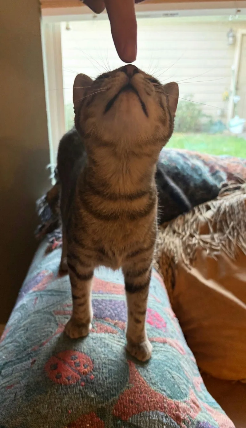 Scaramouche thumbnail 4