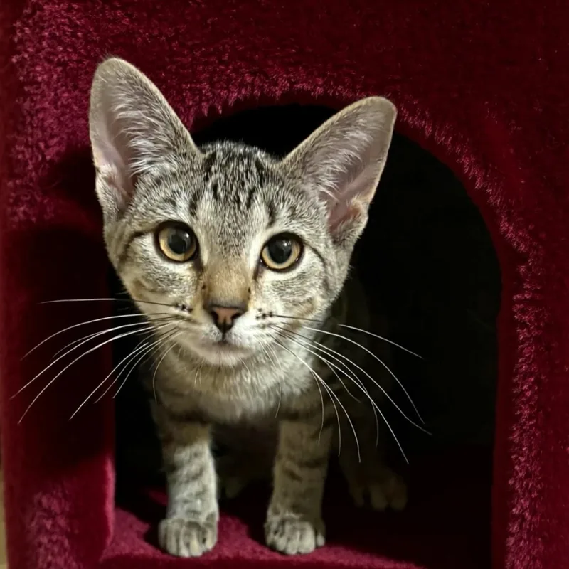 Scaramouche thumbnail 5