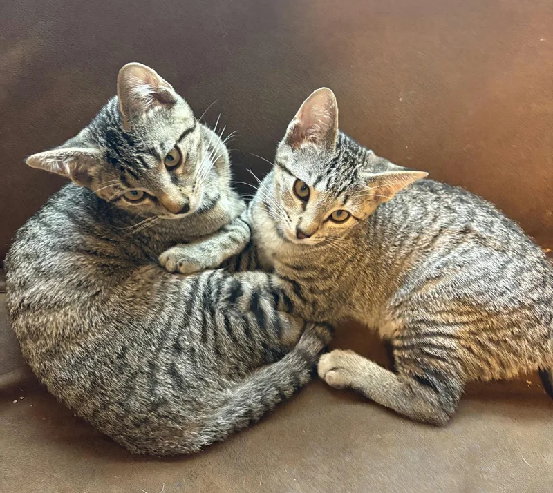 Scaramouche thumbnail 6