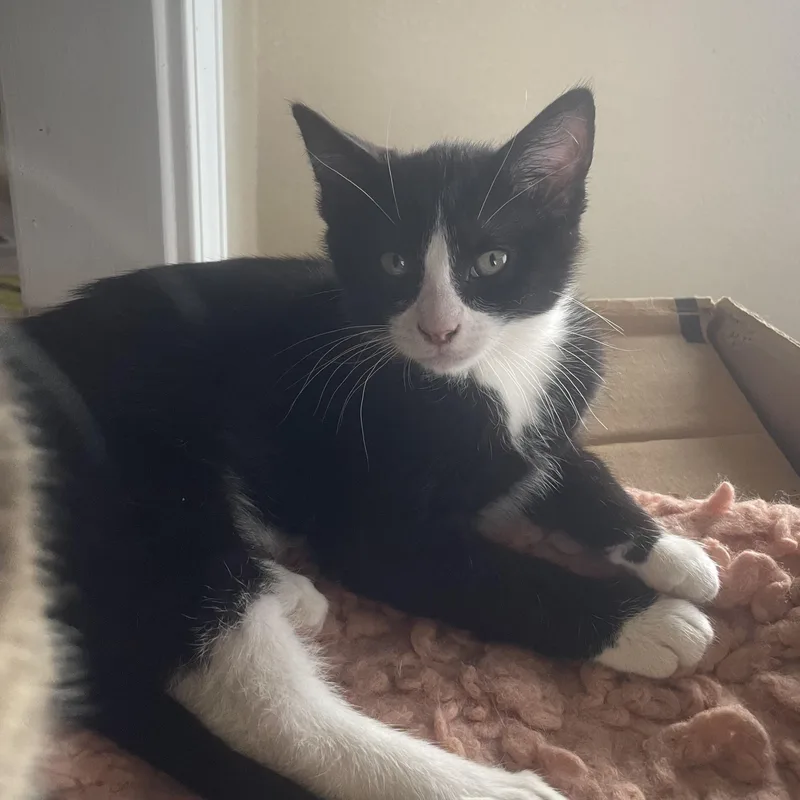 A baby medium-sized male Black & White / Tuxedo Domestic Short Hair cat named Dash for adoption in Ellensburg, WA