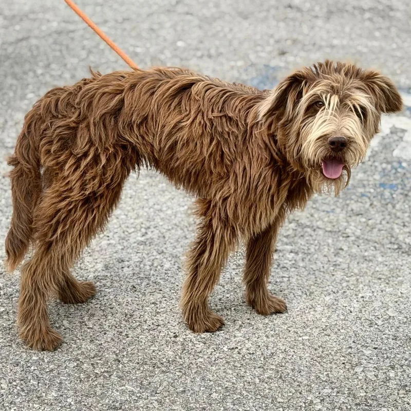 An adult small-sized male Red / Chestnut / Orange Wirehaired Terrier dog named Fluffernutter for adoption in Warrensburg, MO