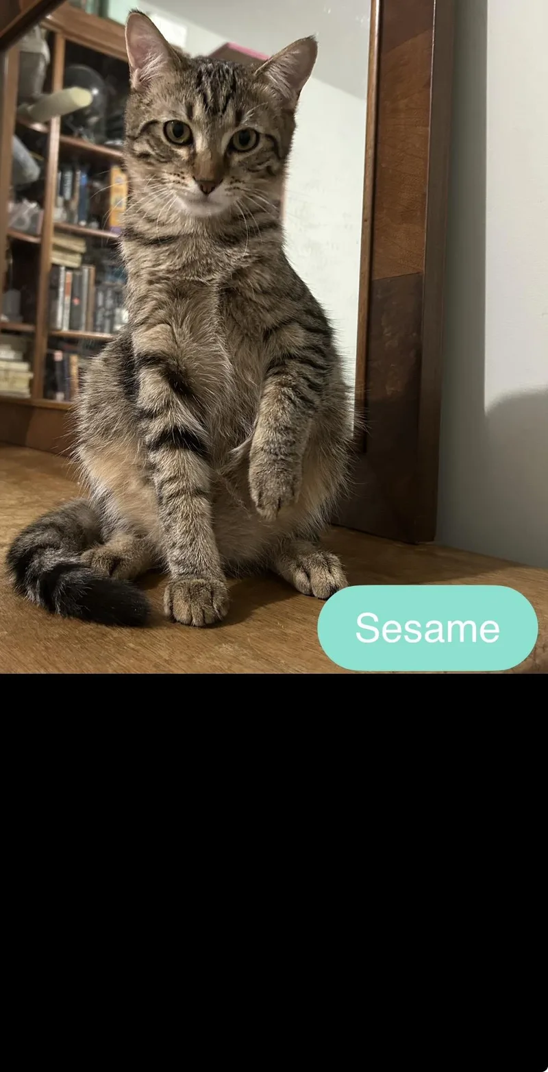A baby medium-sized female Tabby (Buff / Tan / Fawn) Domestic Short Hair cat named Sesame for adoption in Buffalo, NY