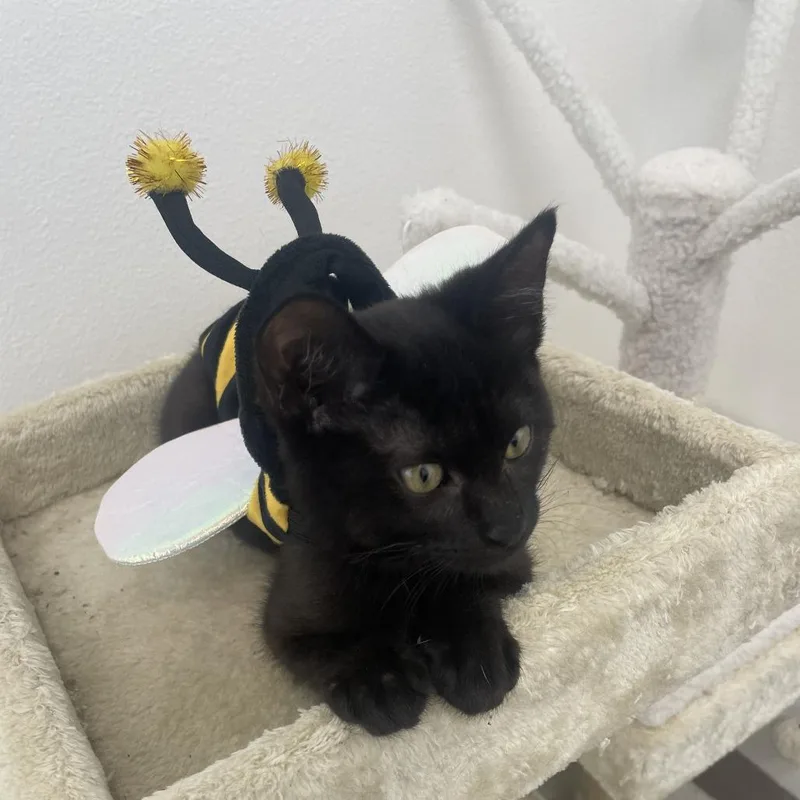 Dust Bunny thumbnail 3