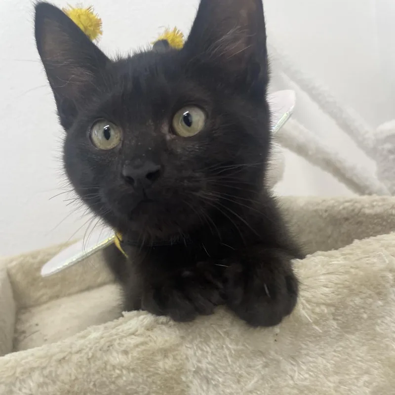 Dust Bunny thumbnail 4