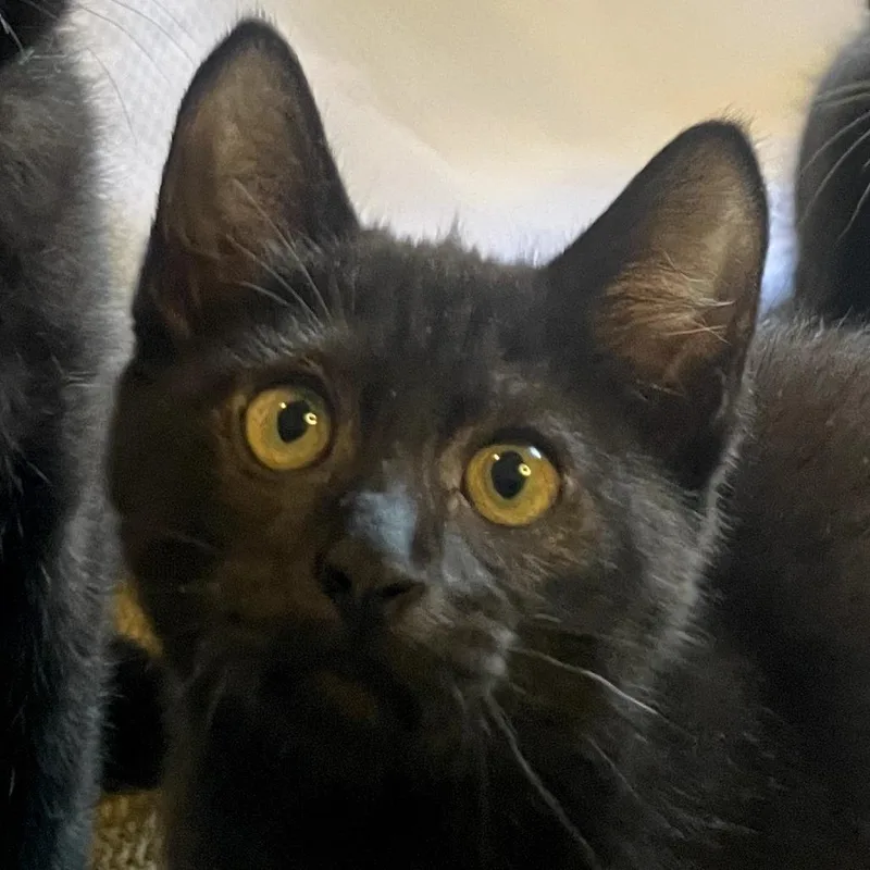 Dust Bunny thumbnail 5