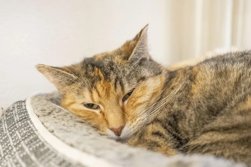 An adult medium-sized female Torbie Domestic Short Hair cat named Juliet for adoption in Boise, ID