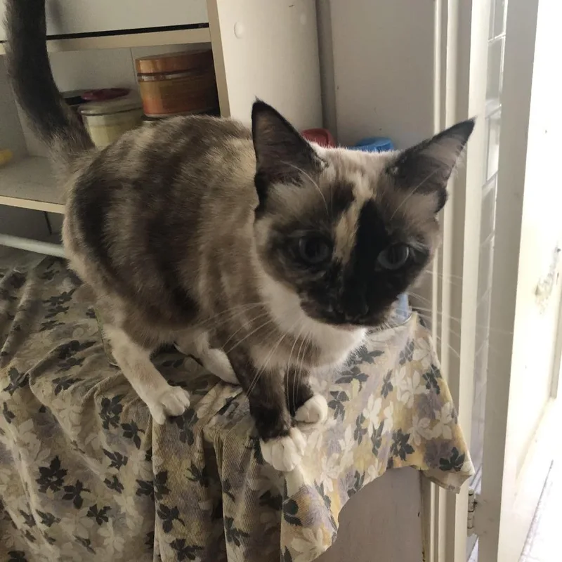 A senior small-sized female Calico Domestic Short Hair cat named Kiki for adoption in Roanoke, VA