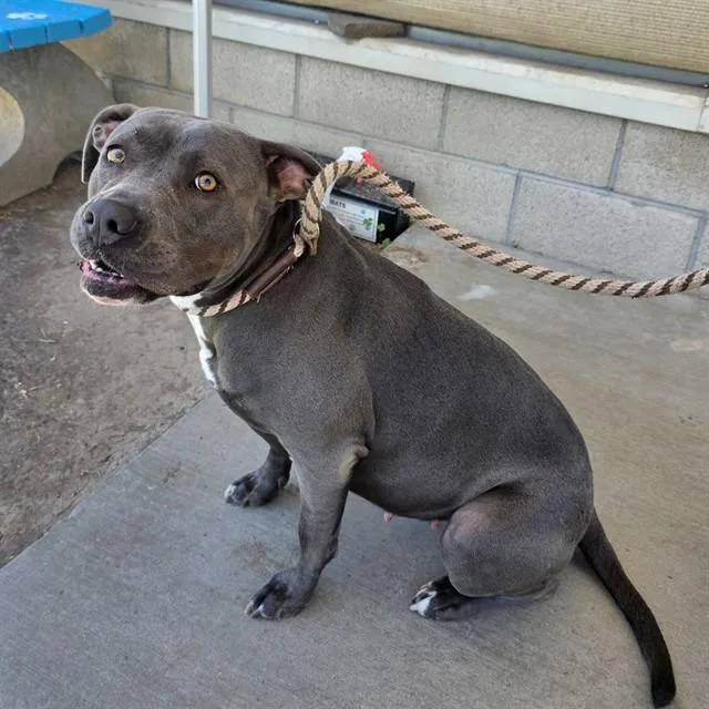 A young small-sized female Pit Bull Terrier dog named Ella for adoption in Long Beach, CA