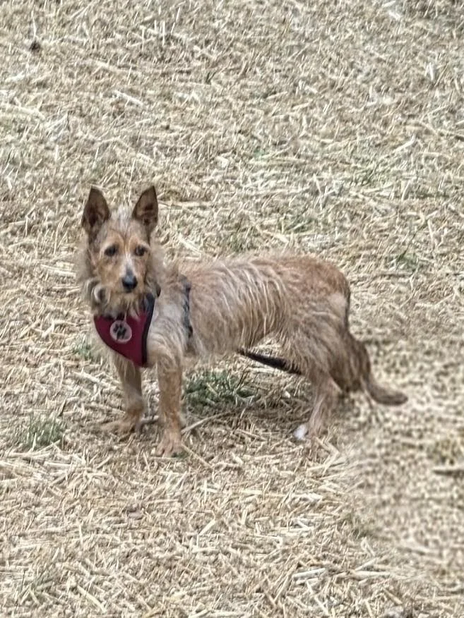 An adult small-sized male Golden Corgi dog named Huey for adoption in Troutman, NC