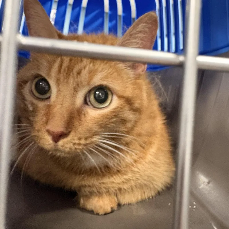 A senior large-sized male Orange / Red Domestic Short Hair cat named Sheldon for adoption in Newark, NJ