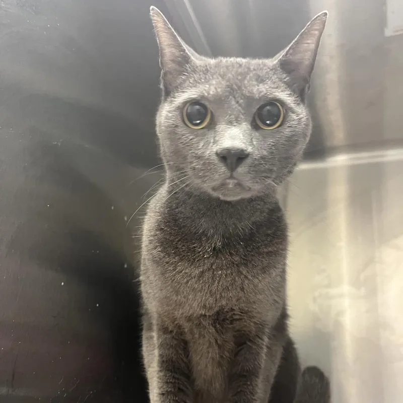 A senior medium-sized male Gray / Blue / Silver Domestic Medium Hair cat named Pumbaa for adoption in Chattanooga, TN