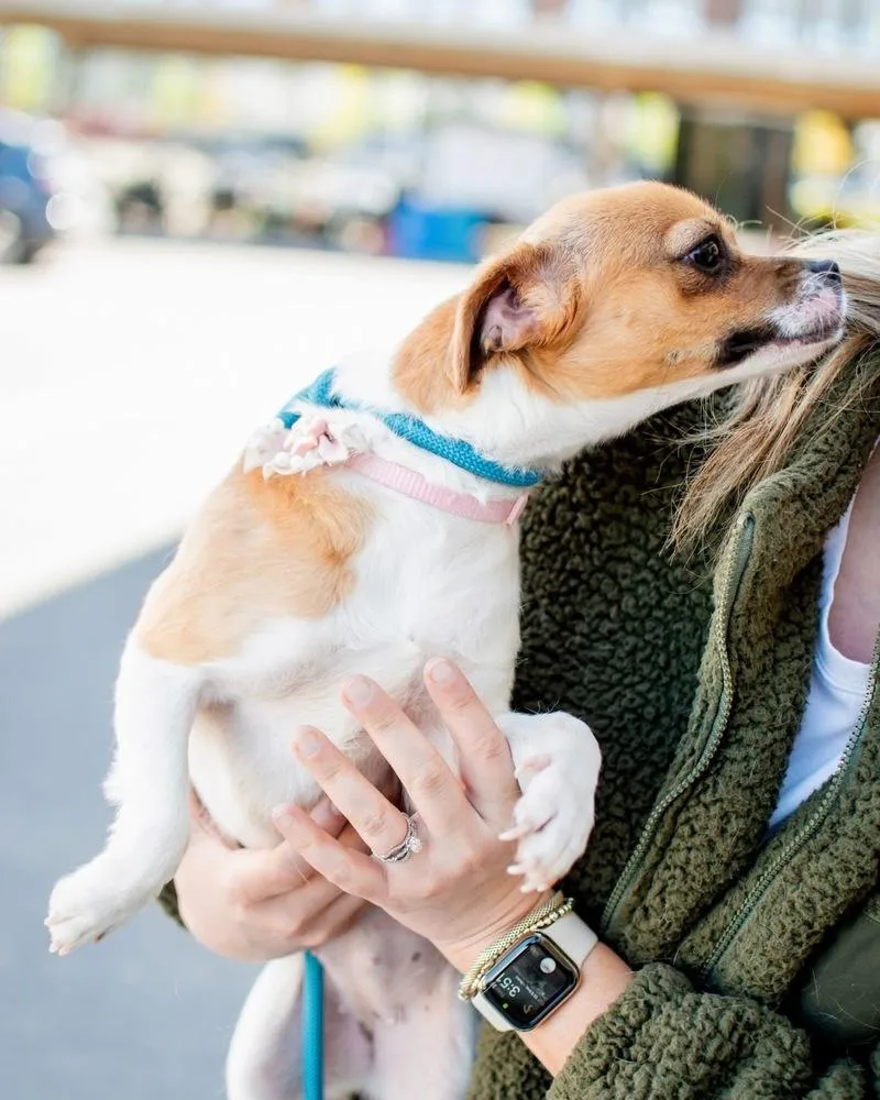 An adult small-sized female Chihuahua dog named Noodle for adoption in Frankfort, NY