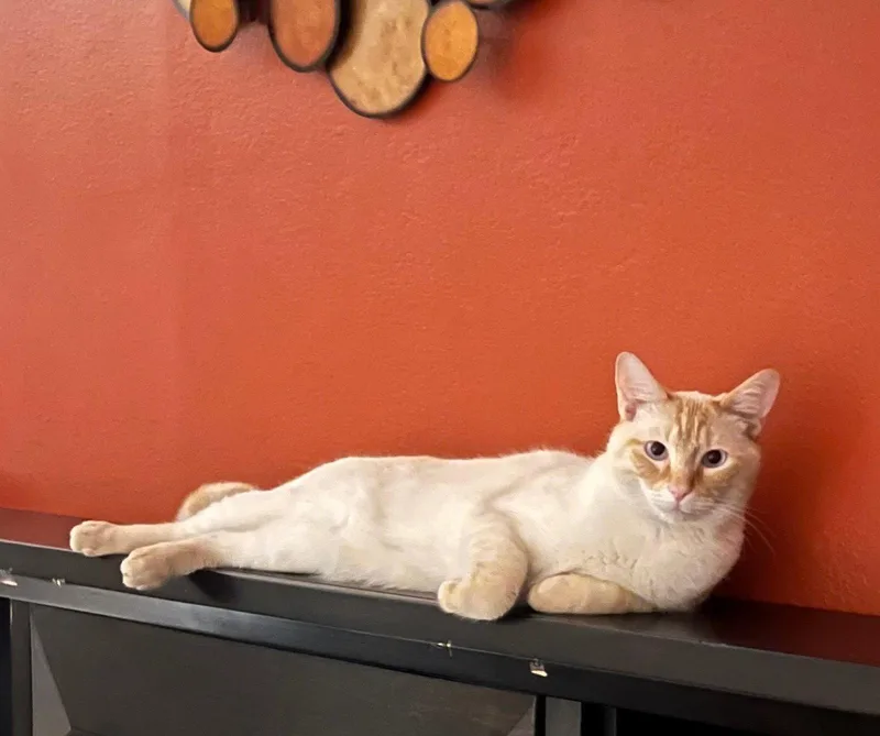 An adult medium-sized male Buff / Tan / Fawn Domestic Medium Hair cat named Finn for adoption in Chandler, AZ