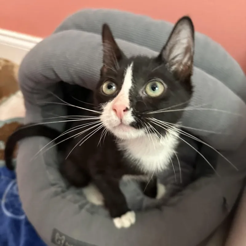 A baby small-sized male Black Domestic Short Hair cat named Clyde for adoption in Port Richey, FL