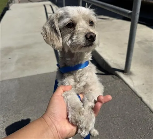 A young small-sized female Maltese dog named Felicity for adoption in San Bernardino, CA