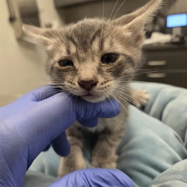 A baby small-sized male Domestic Short Hair cat named Maru for adoption in Ontario, CA