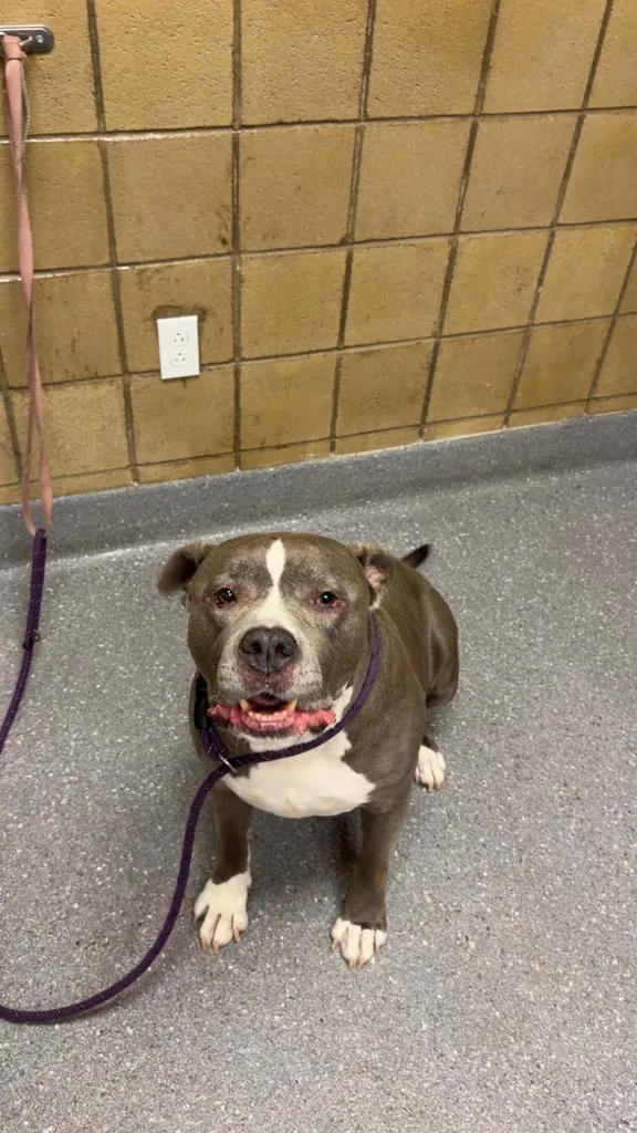 A senior large-sized male Pit Bull Terrier dog named Cru for adoption in Greenfield, IN